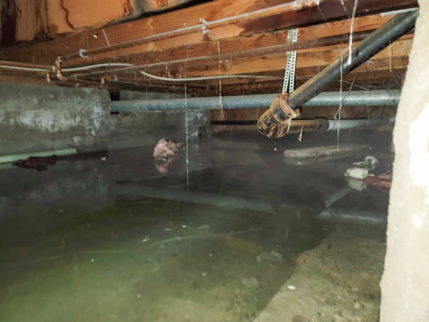 Best Carpet water damage restoration  in Roeland Park, KS